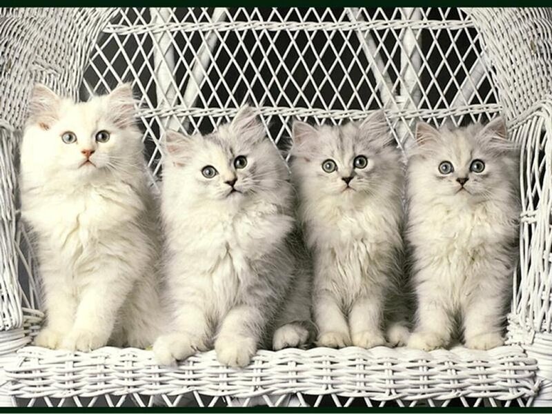 Four White Kittens — Calm