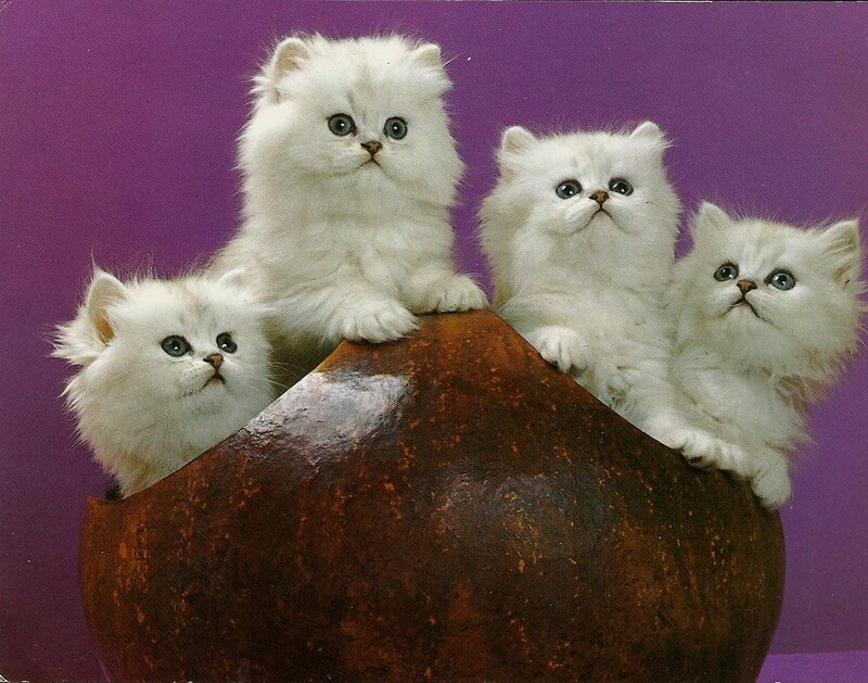 Four White Kittens — Curious