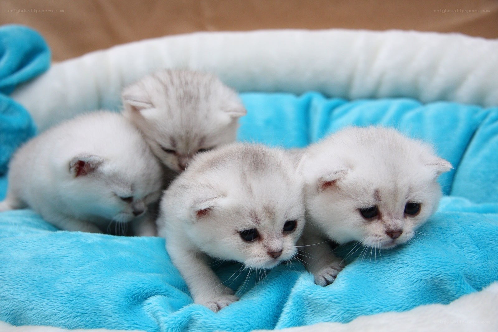 Four white kittens in a bed