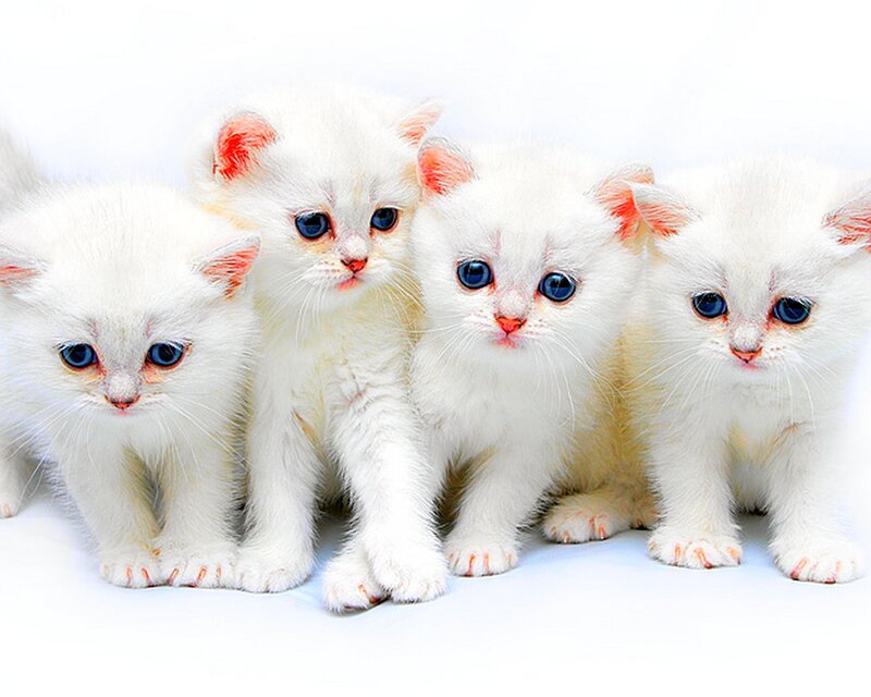 Four White Kittens — Innocent, Photograph, Blue Eyes