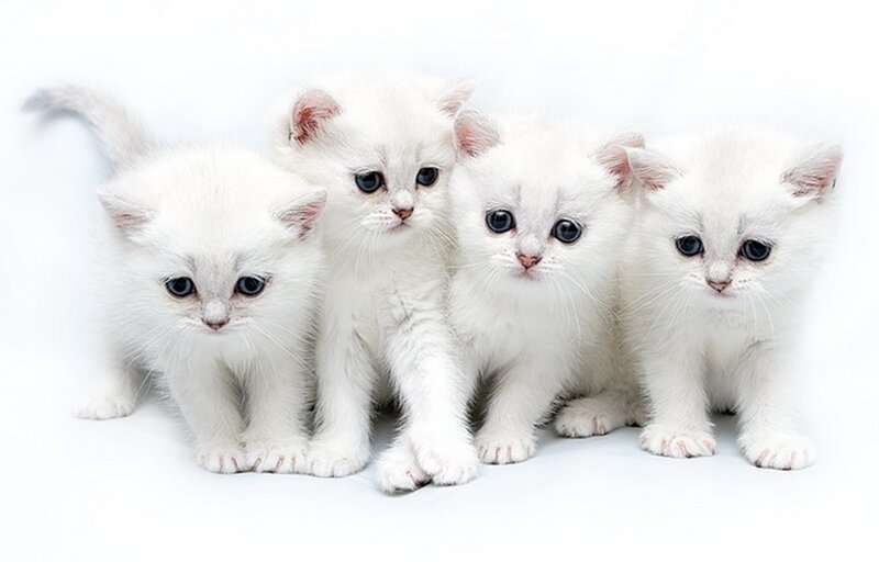 Four White Kittens — Innocent, Photograph