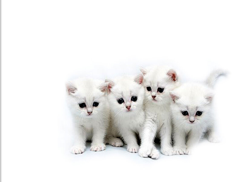 Four White Kittens — Innocent, Photograph, White Background