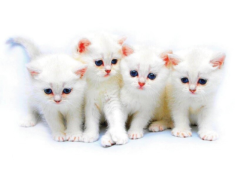 Four White Kittens — Innocent