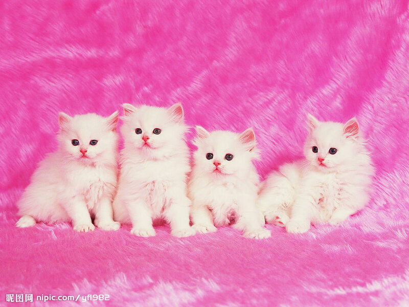 Four White Kittens — Pink