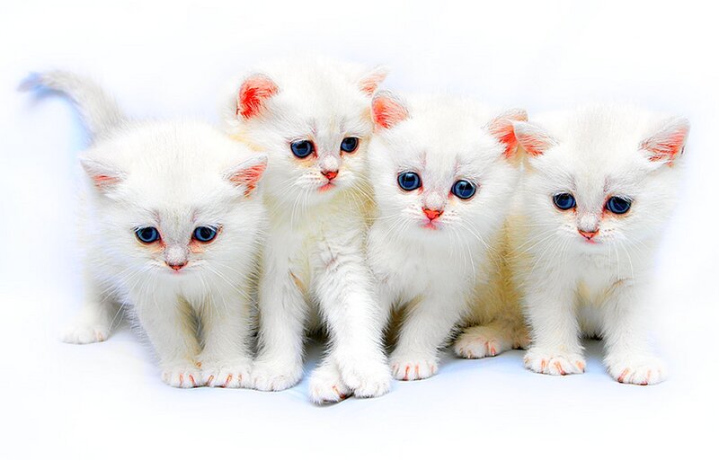 four white kittens sitting together