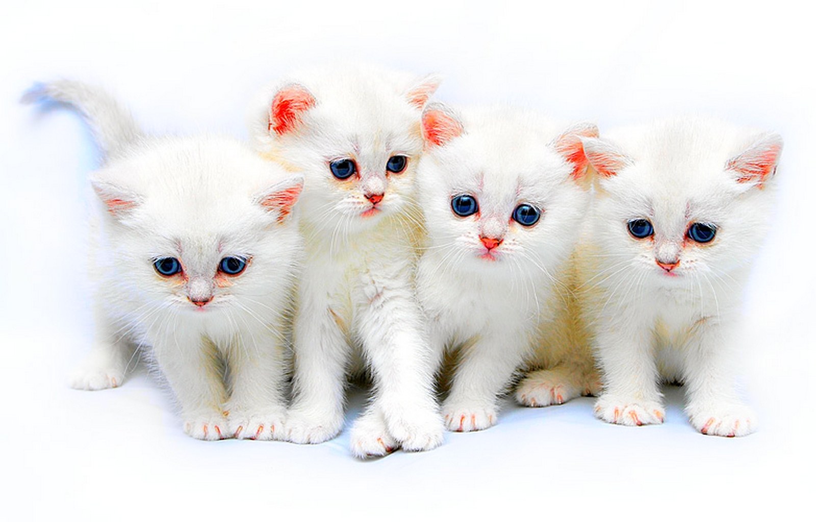 four white kittens sitting together