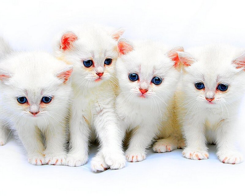 Four White Kittens
