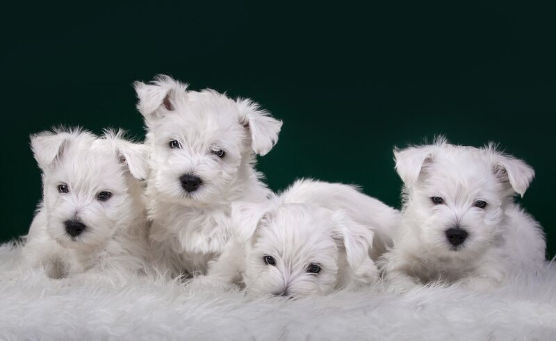 Four White Puppies — Calm