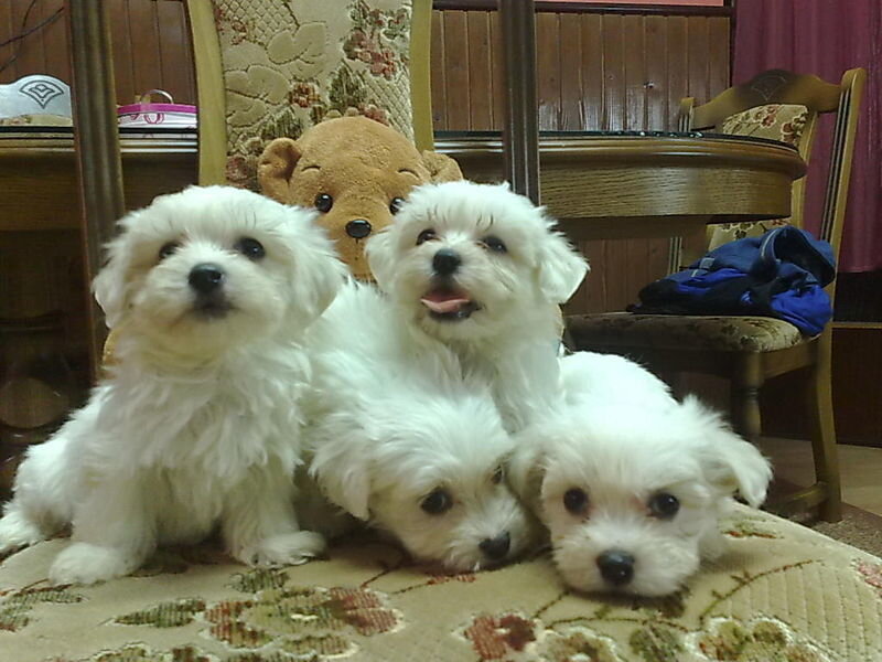 Four White Puppies