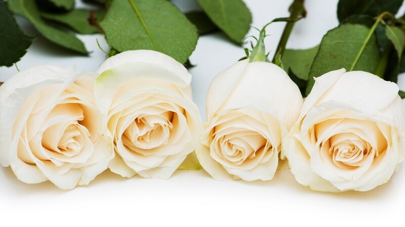 Four White Roses