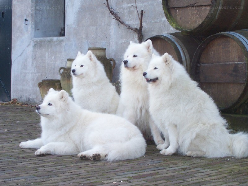 four white samoyed dogs