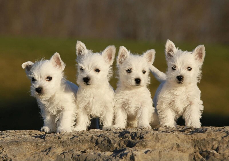 Four White Terrier Puppies — Calm