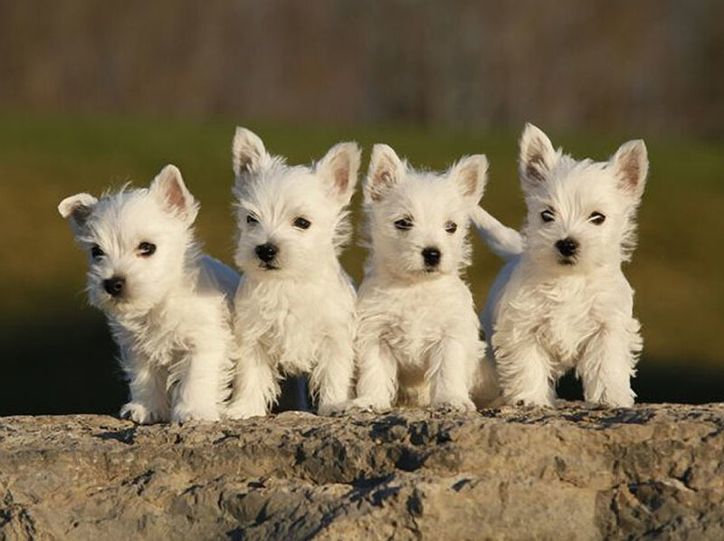 Four White Terrier Puppies