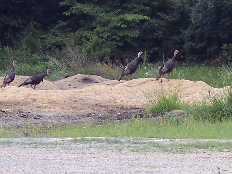 Four Wild Turkeys