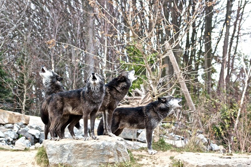 Four Wolves Howling — Gray, Natural