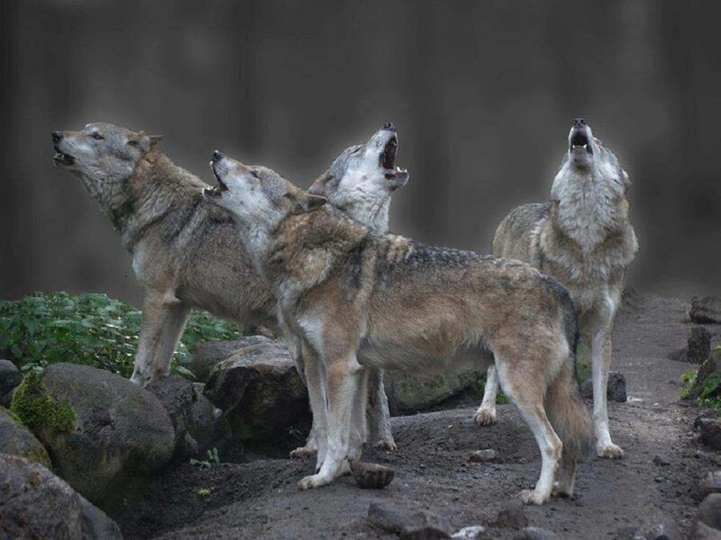 Four Wolves Howling — Gray