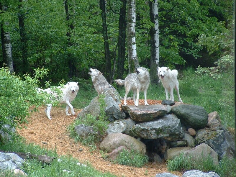 Four Wolves Howling
