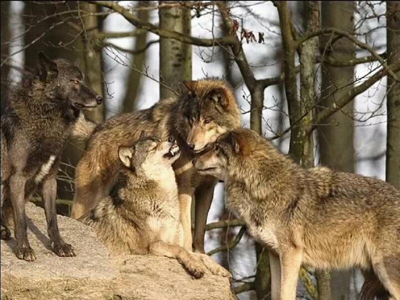 Four Wolves in Forest