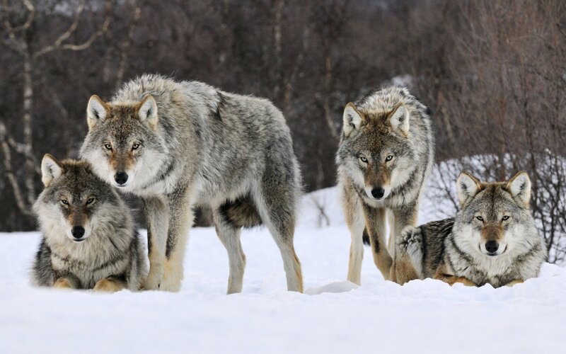 Four Wolves in Snow — Brown