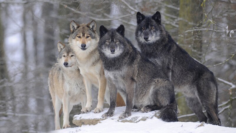 Four Wolves in Snow — Gray, Alert