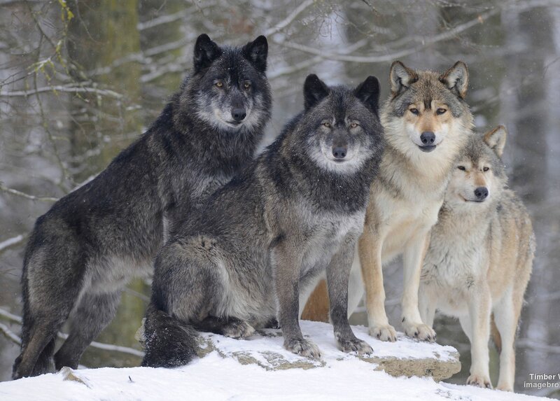 Four Wolves in Snow — Gray, Calm