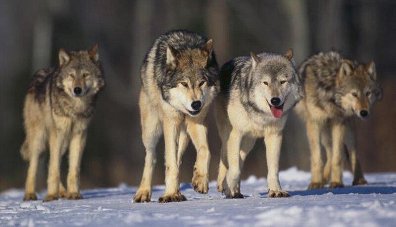 Four Wolves in Snow — Gray