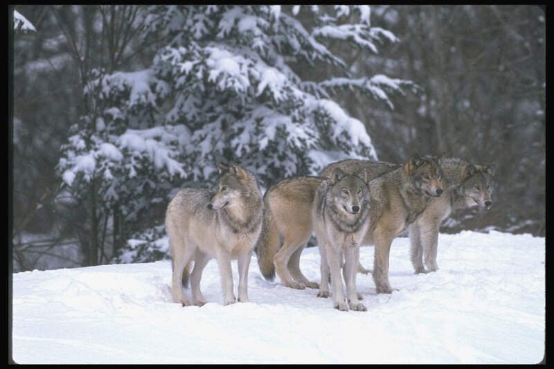 Four Wolves in Snow