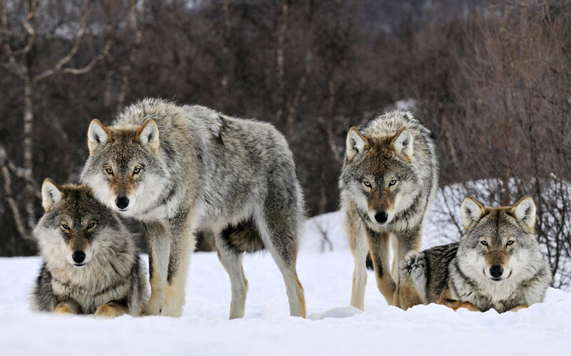 Four Wolves in Snow — White, Alert