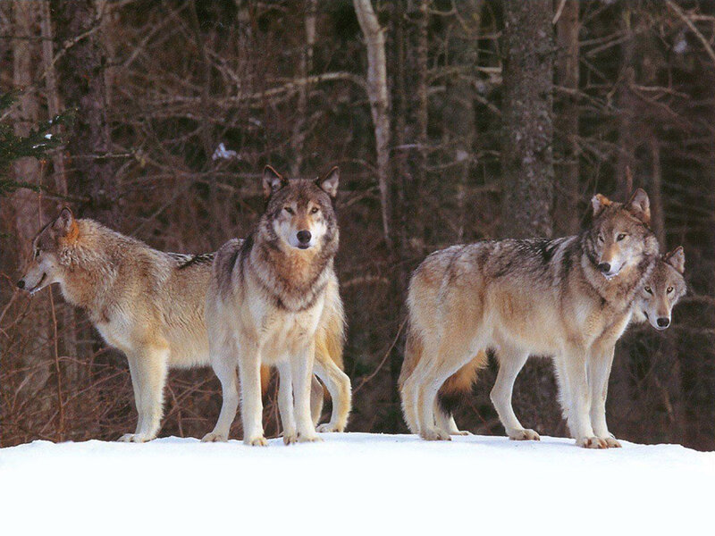 Four Wolves in Snow — White, Alert, Winter, Photograph