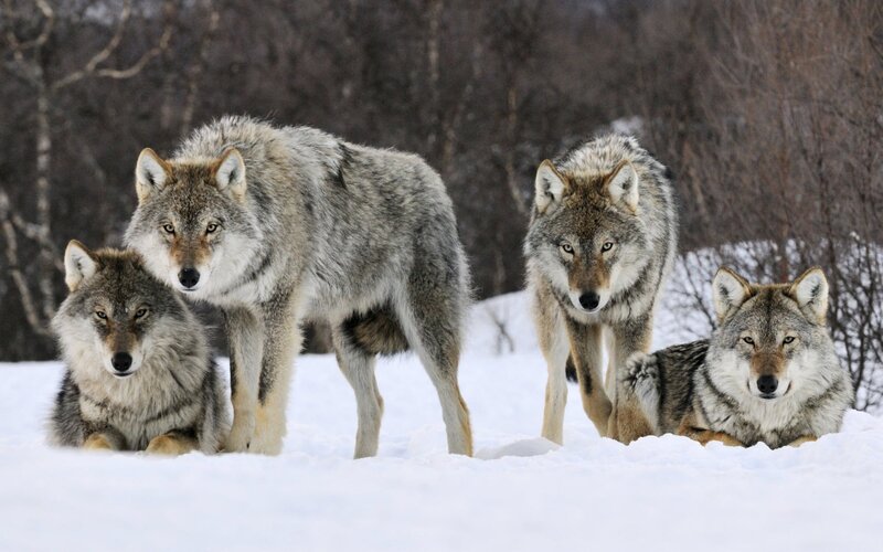 Four Wolves in Snow — White, Alert, Winter, Photograph, Trees, Forest