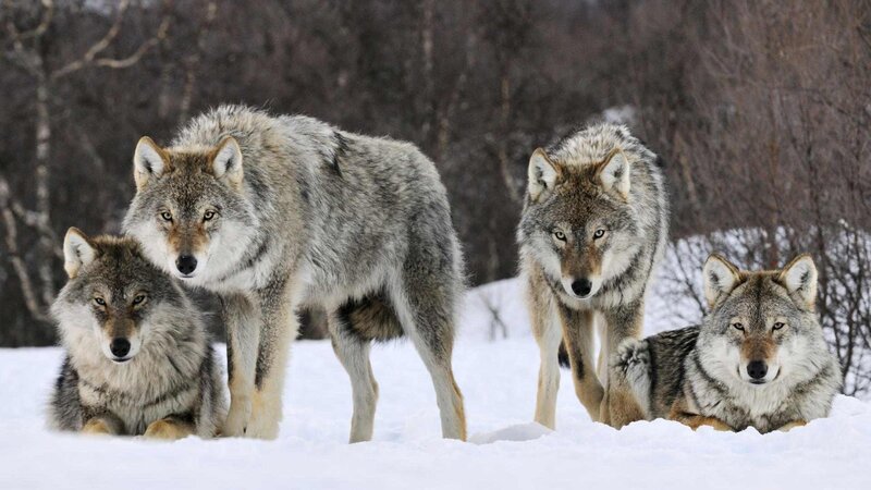 Four Wolves in Snow — White, Alert, Winter, Photograph, Trees