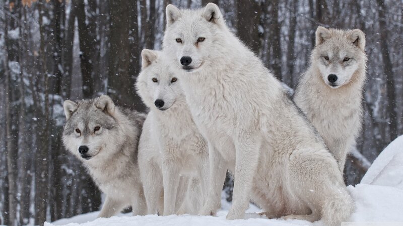 Four Wolves in Snow — White, Calm