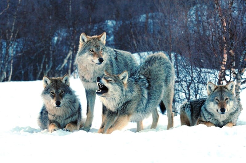 Four Wolves in Snow — White