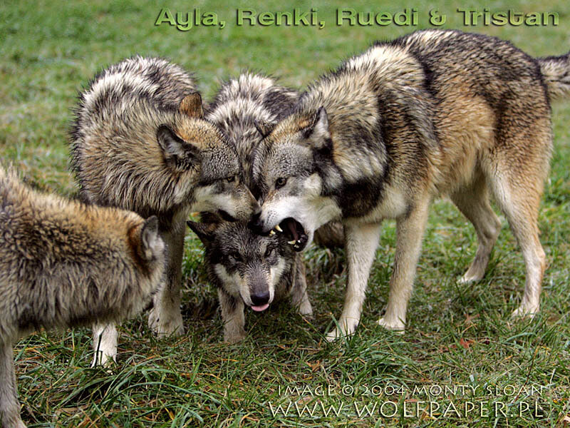 Four Wolves Interacting