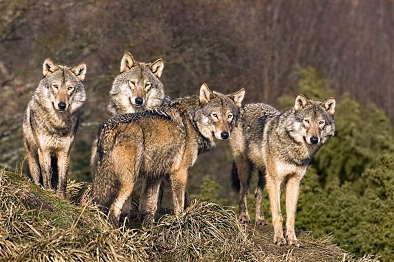 Four Wolves on a Hill — Brown, Alert
