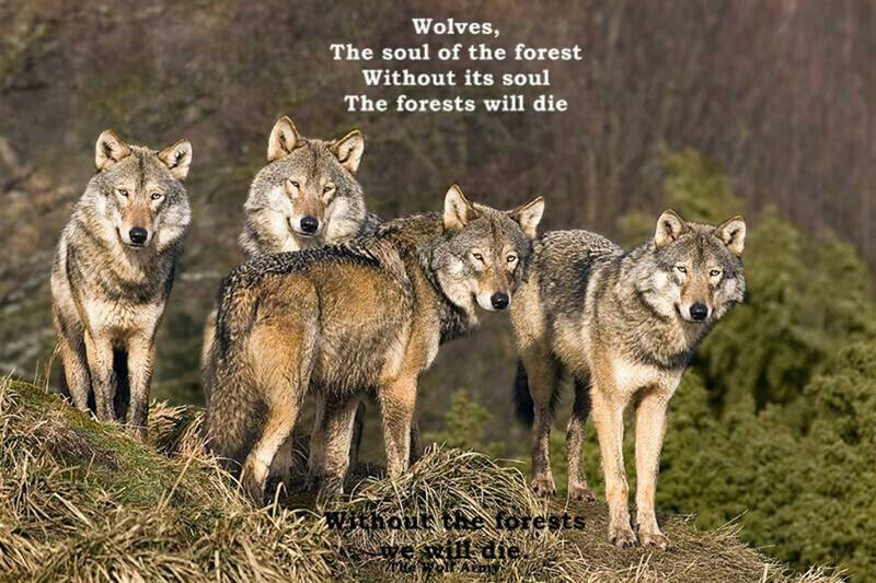Four Wolves on a Hill — Brown