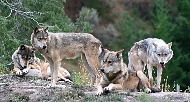 Four Wolves on a Hill
