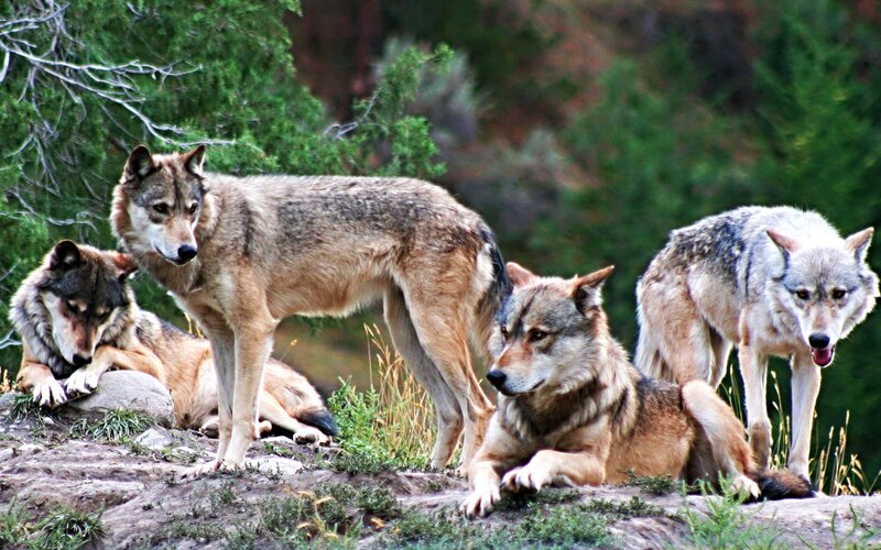 Four Wolves on a Rock — Gray