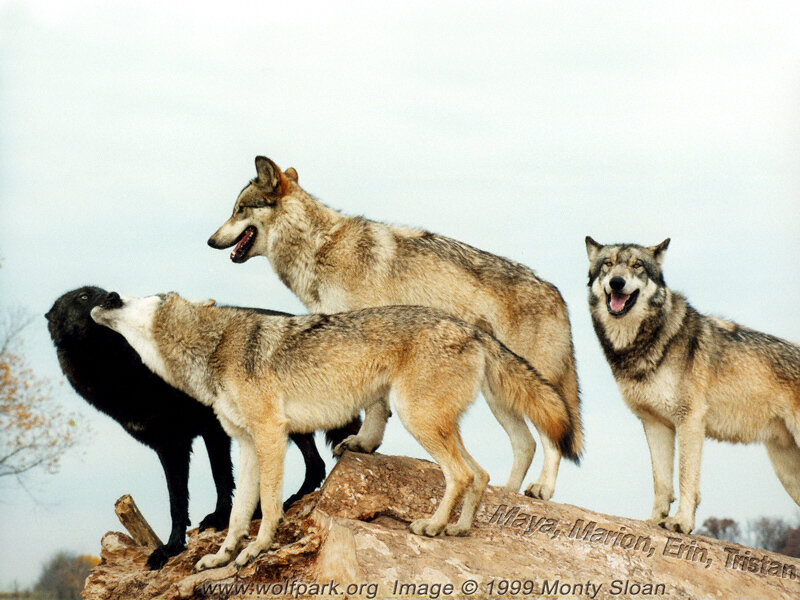 Four Wolves on a Rock