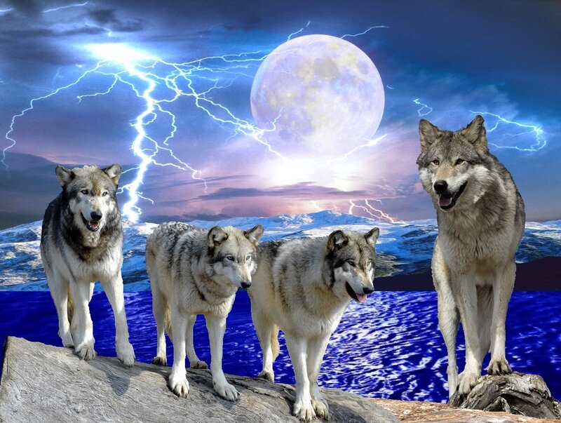 Four Wolves on Rock