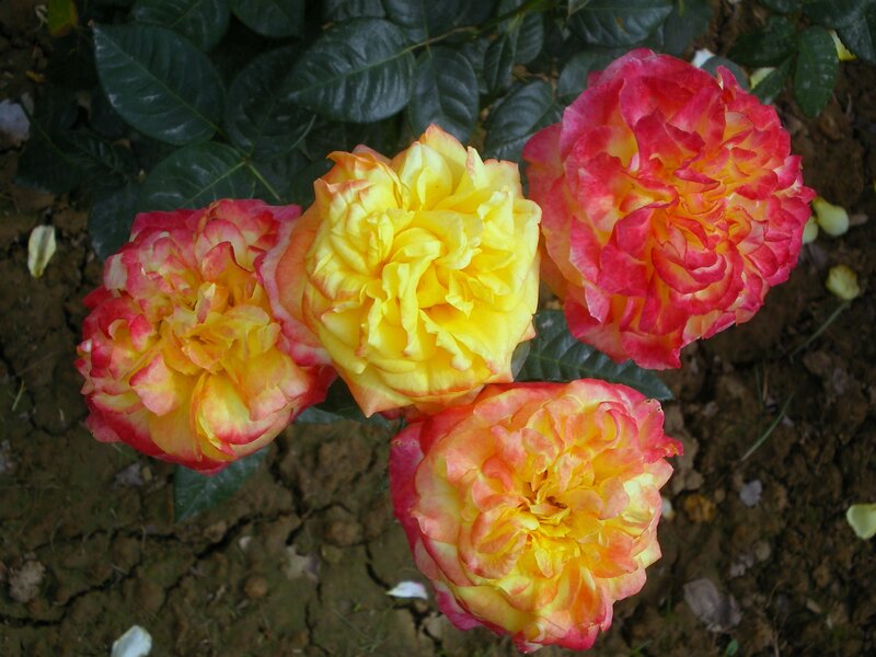 Four Yellow and Pink Roses
