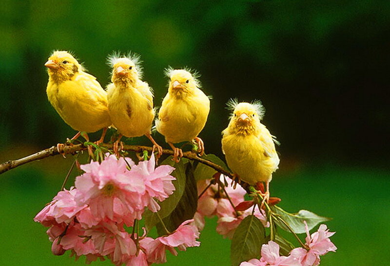 Four Yellow Canary Chicks