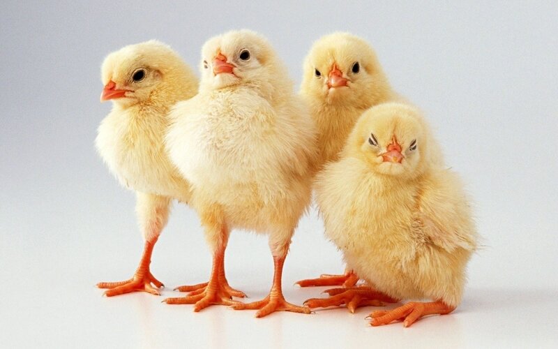Four Yellow Chicks — Innocent, Photograph