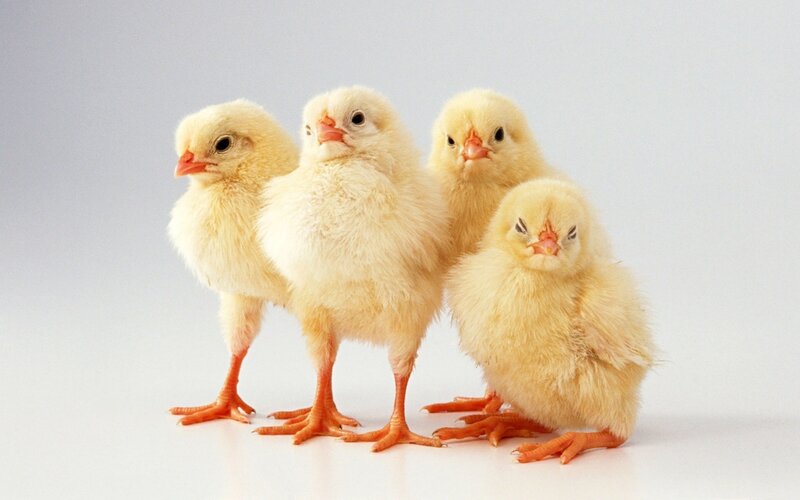 Four Yellow Chicks — Neutral, Photograph