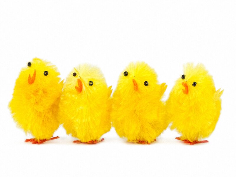 Four Yellow Chicks