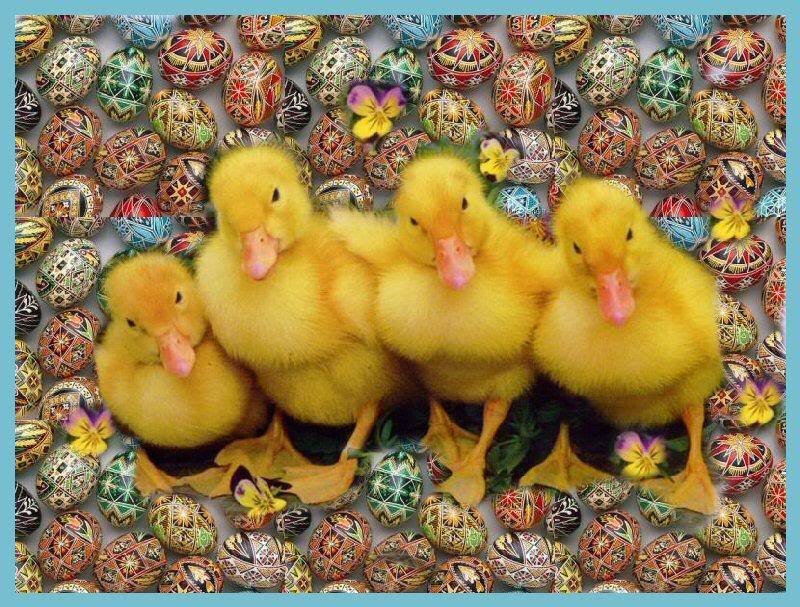 Four Yellow Ducklings — Cute