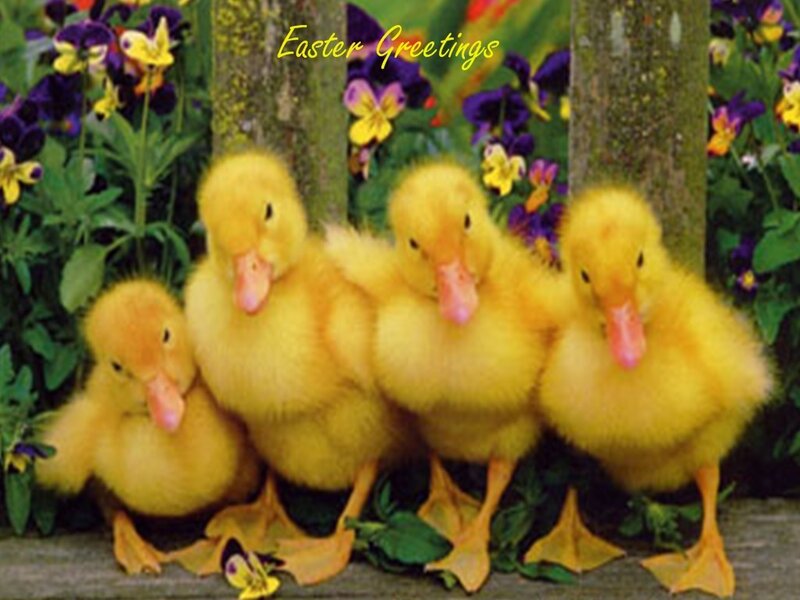 Four Yellow Ducklings