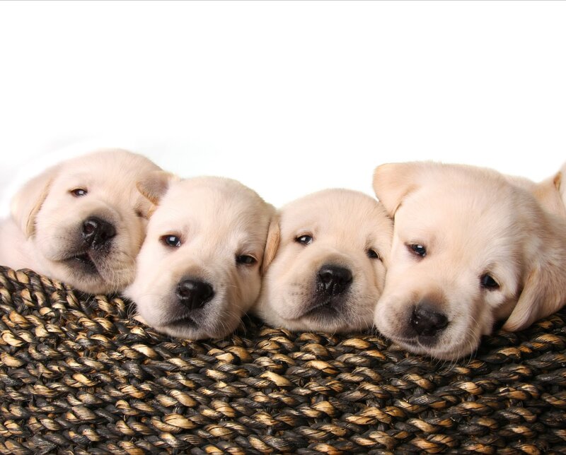 Four Yellow Lab Puppies