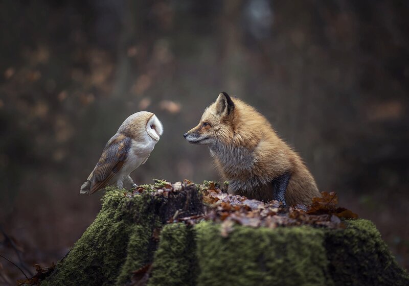 Fox and Barn Owl
