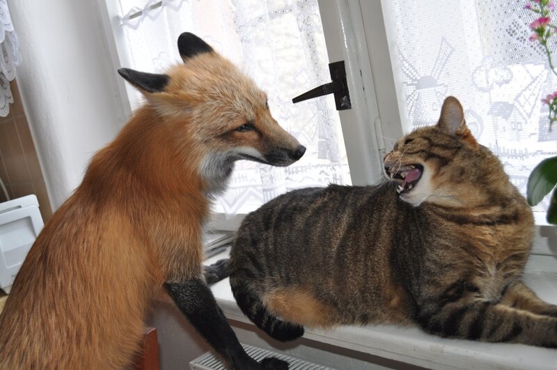 Fox and cat on windowsill
